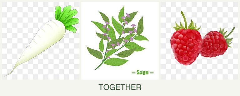 Can you plant radishes, sage and raspberries together?