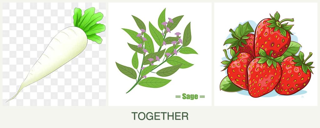 Can you plant radishes, sage and strawberries together?