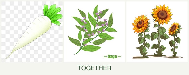 Can you plant radishes, sage and sunflowers together?