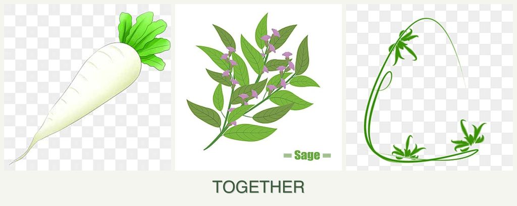 Can you plant radishes, sage and tarragon together?