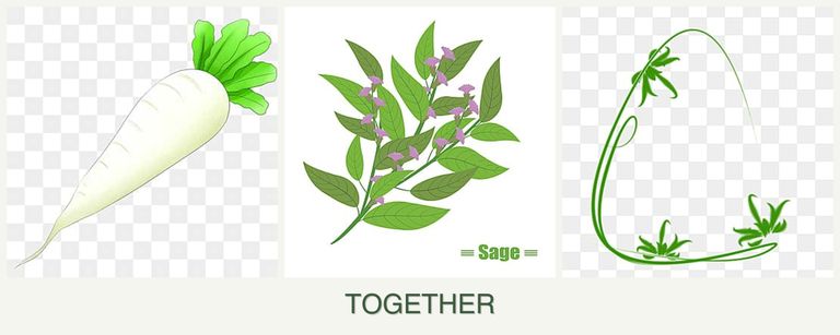 Can you plant radishes, sage and tarragon together?