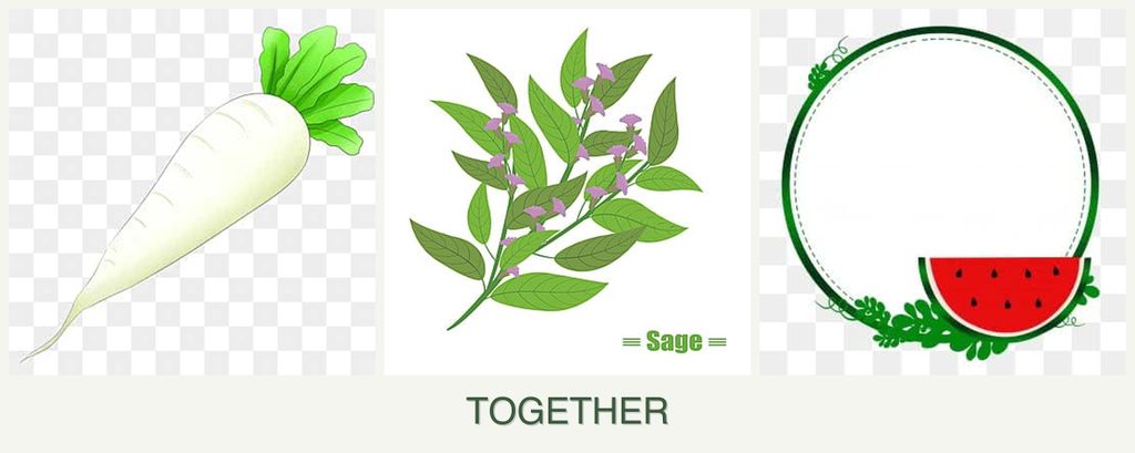Can you plant radishes, sage and watermelons together?
