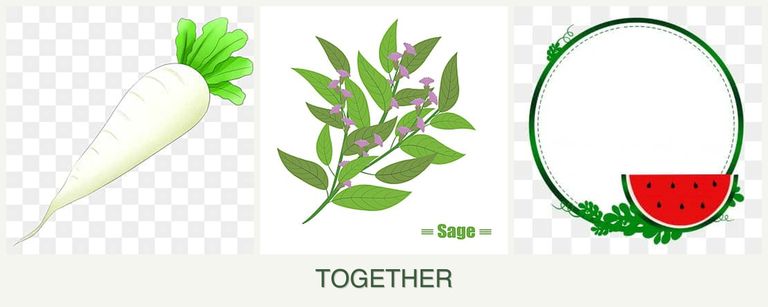 Can you plant radishes, sage and watermelons together?