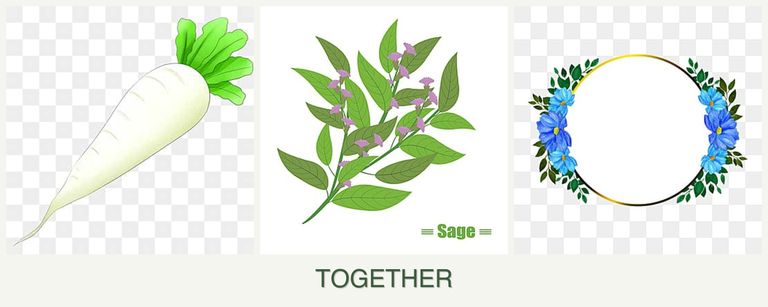 Can you plant radishes, sage and zinnias together?