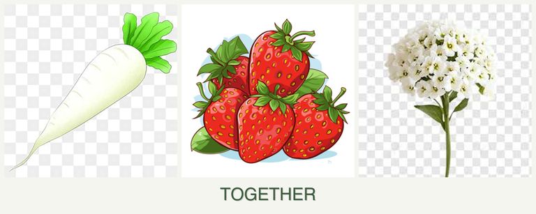 Can you plant radishes, strawberries and alyssum together?