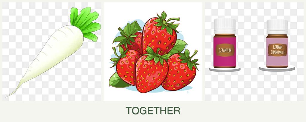 Can you plant radishes, strawberries and geraniums together?