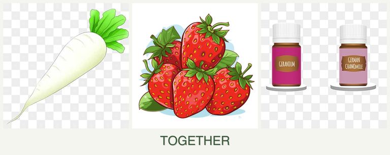 Can you plant radishes, strawberries and geraniums together?
