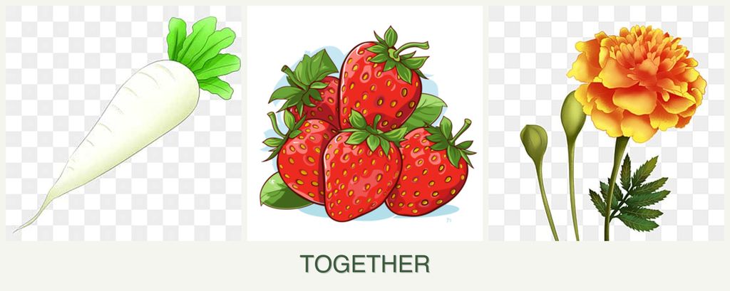 Can you plant radishes, strawberries and marigolds together?