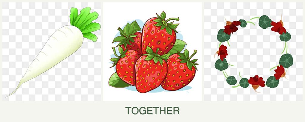 Can you plant radishes, strawberries and nasturtiums together?