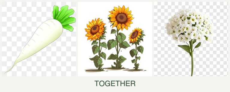 Can you plant radishes, sunflowers and alyssum together?
