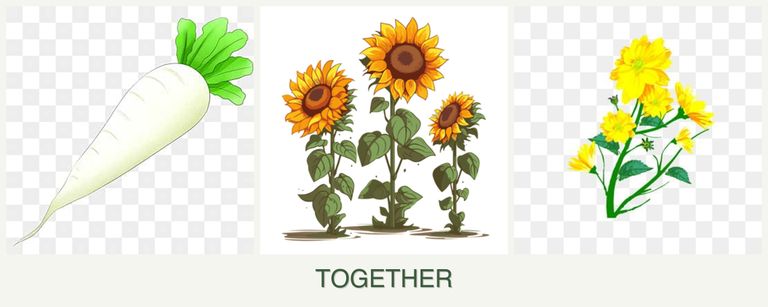 Can you plant radishes, sunflowers and calendula together?