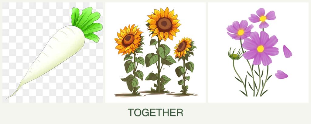 Can you plant radishes, sunflowers and cosmos together?
