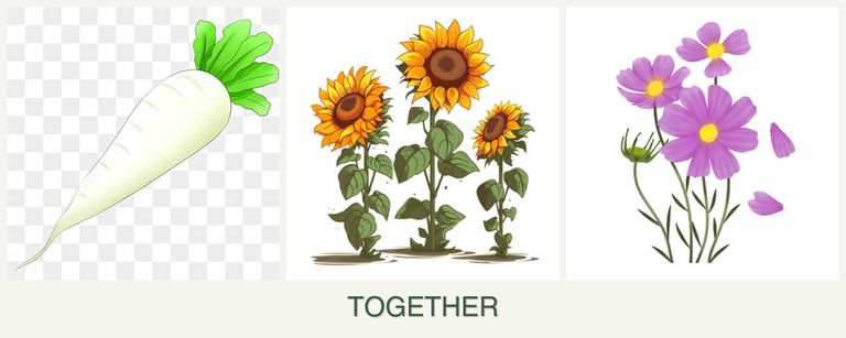 Can you plant radishes, sunflowers and cosmos together?