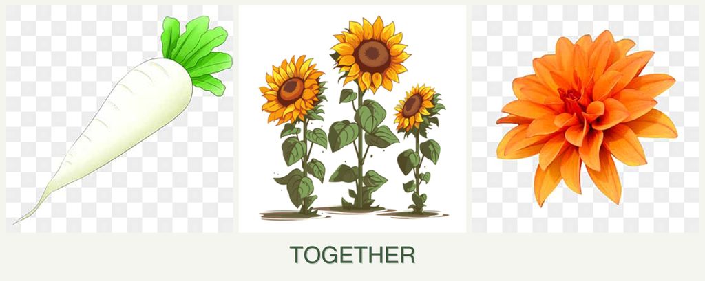 Can you plant radishes, sunflowers and dahlias together?