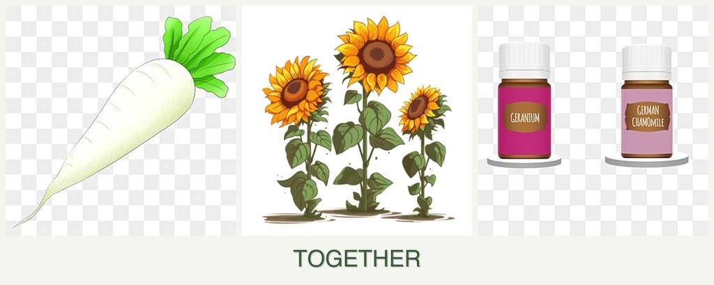 Can you plant radishes, sunflowers and geraniums together?