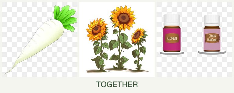 Can you plant radishes, sunflowers and geraniums together?