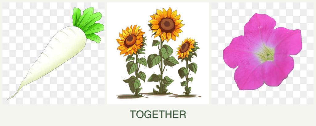 Can you plant radishes, sunflowers and petunias together?