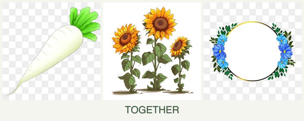 Can you plant radishes, sunflowers and zinnias together?