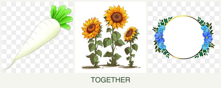 Can you plant radishes, sunflowers and zinnias together?