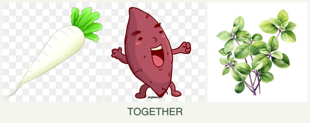Can you plant radishes, sweet potatoes and oregano together?