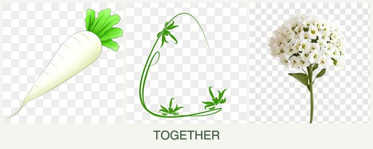 Can you plant radishes, tarragon and alyssum together?