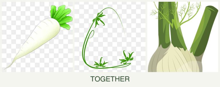 Can you plant radishes, tarragon and fennel together?