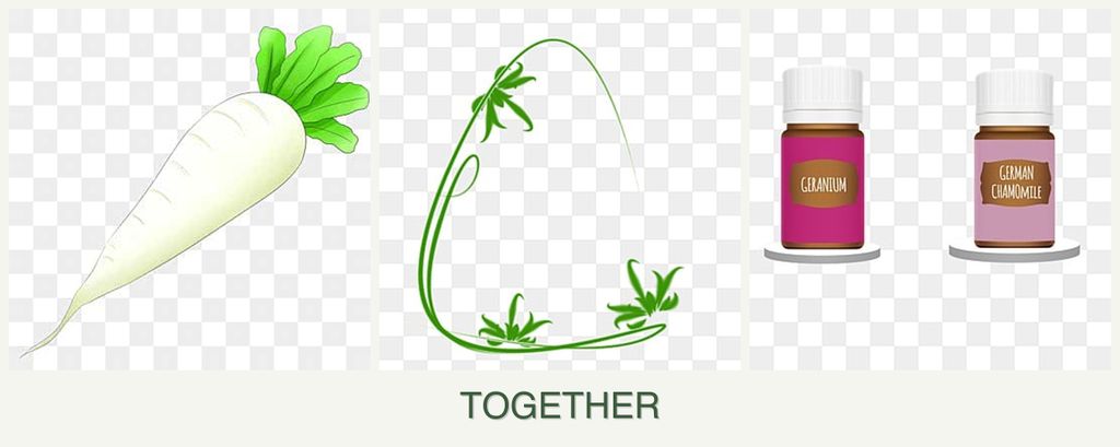 Can you plant radishes, tarragon and geraniums together?