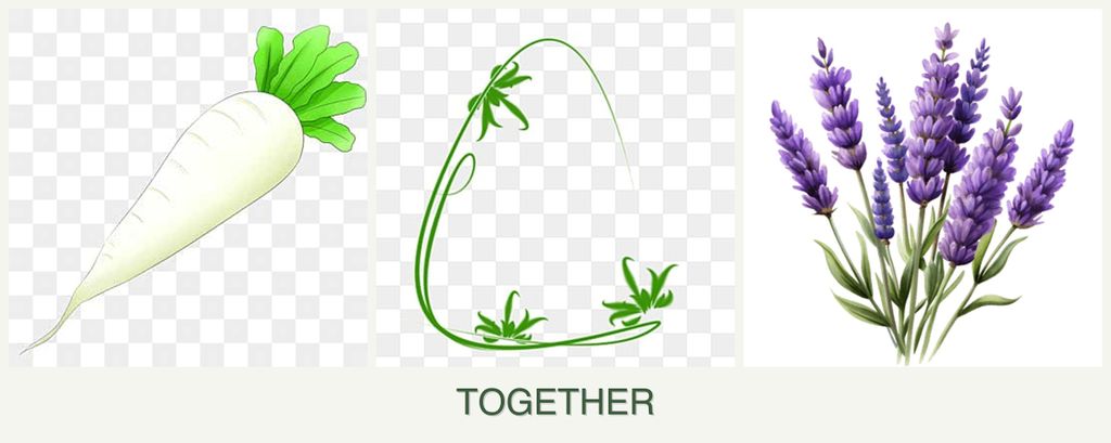 Can you plant radishes, tarragon and lavender together?