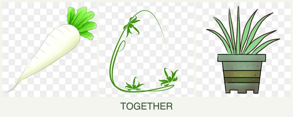 Can you plant radishes, tarragon and lemongrass together?