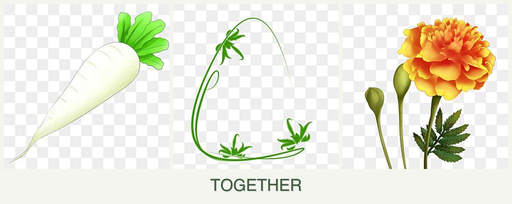 Can you plant radishes, tarragon and marigolds together?