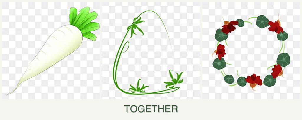Can you plant radishes, tarragon and nasturtiums together?