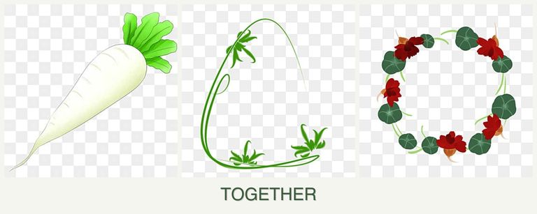 Can you plant radishes, tarragon and nasturtiums together?