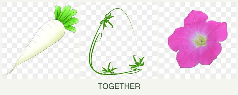 Can you plant radishes, tarragon and petunias together?