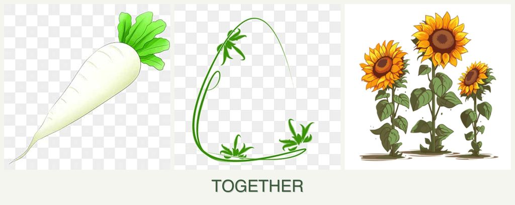 Can you plant radishes, tarragon and sunflowers together?