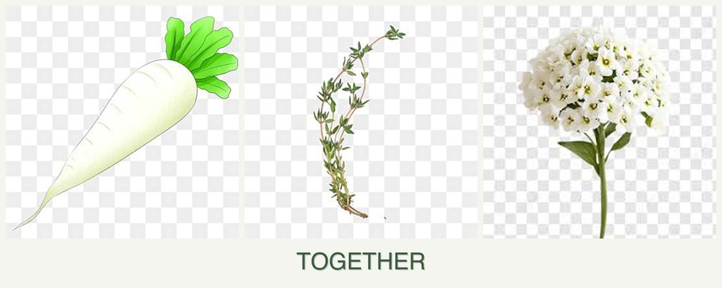 Can you plant radishes, thyme and alyssum together?