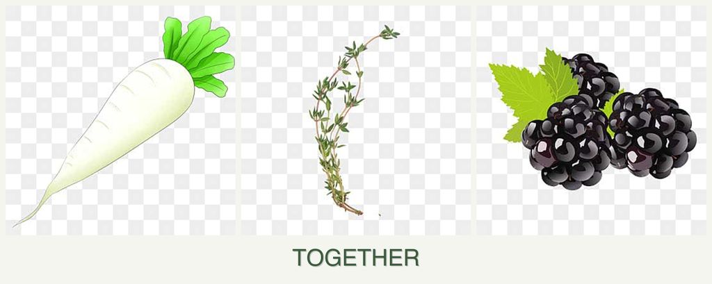 Can you plant radishes, thyme and blackberries together?