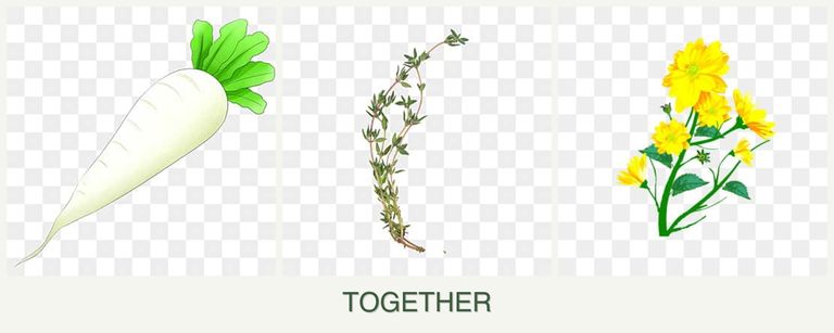 Can you plant radishes, thyme and calendula together?