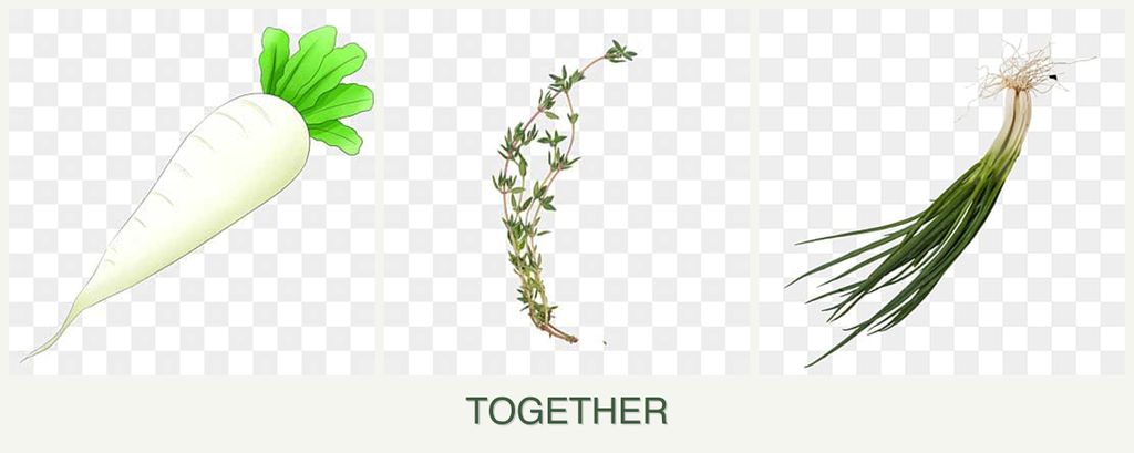 Can you plant radishes, thyme and chives together?