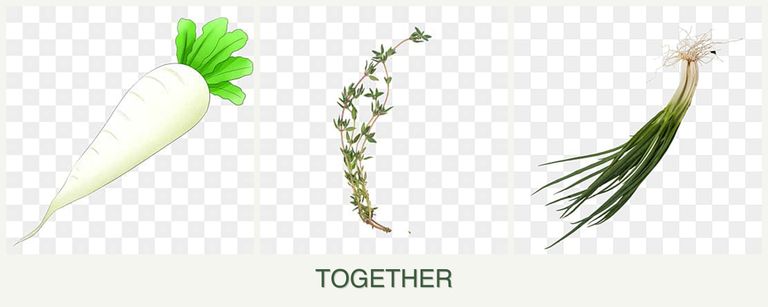 Can you plant radishes, thyme and chives together?