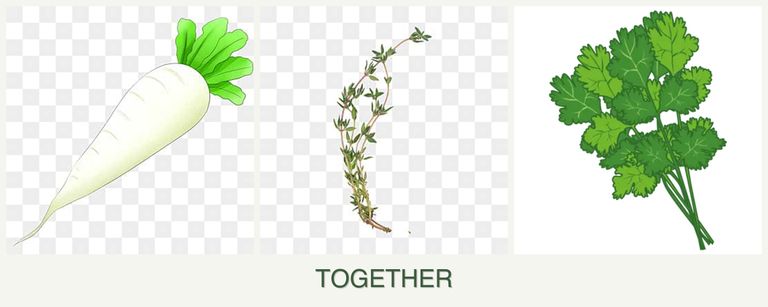 Can you plant radishes, thyme and cilantro together?
