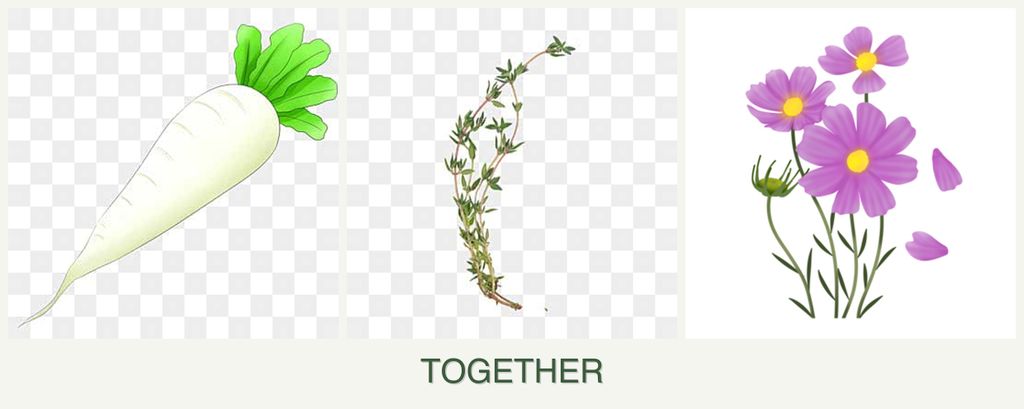 Can you plant radishes, thyme and cosmos together?