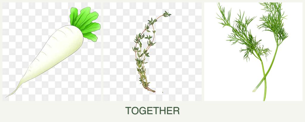 Can you plant radishes, thyme and dill together?