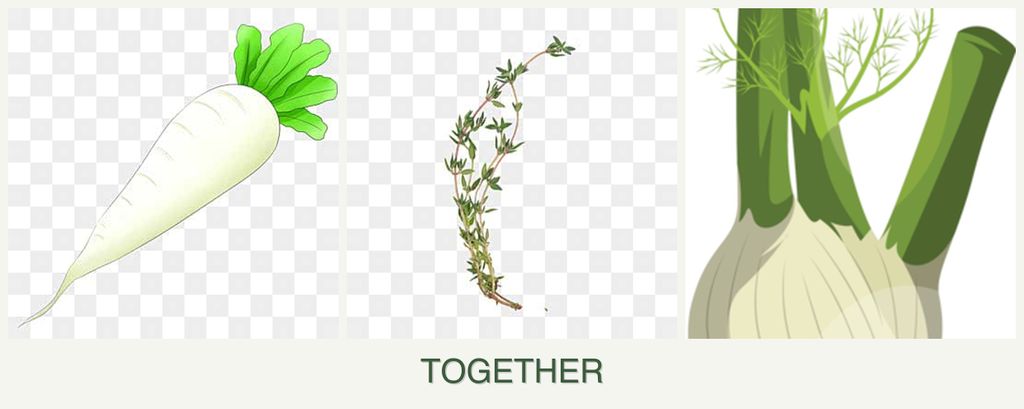 Can you plant radishes, thyme and fennel together?