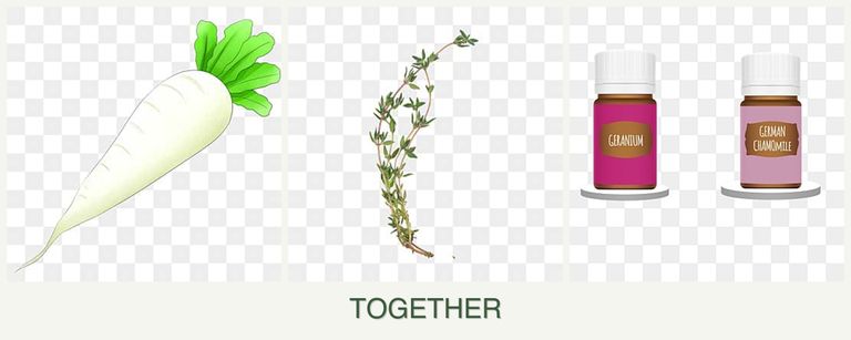 Can you plant radishes, thyme and geraniums together?