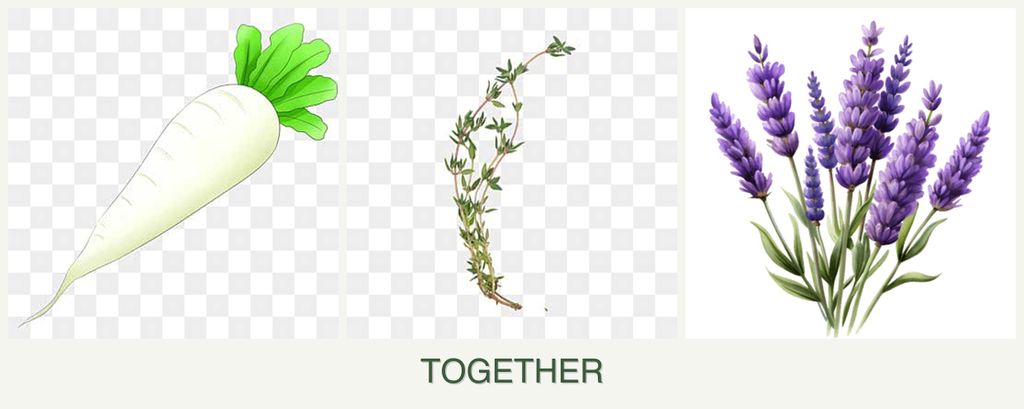 Can you plant radishes, thyme and lavender together?