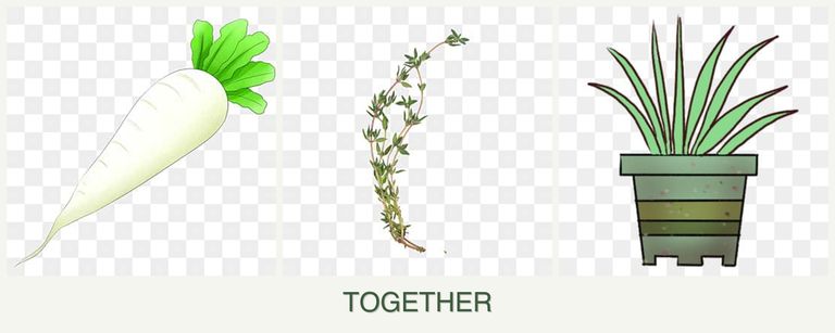 Can you plant radishes, thyme and lemongrass together?