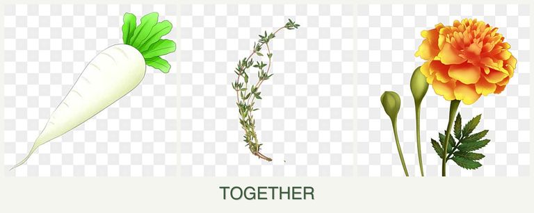 Can you plant radishes, thyme and marigolds together?