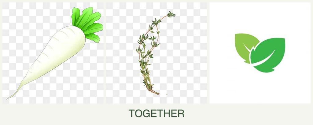 Can you plant radishes, thyme and mint together?