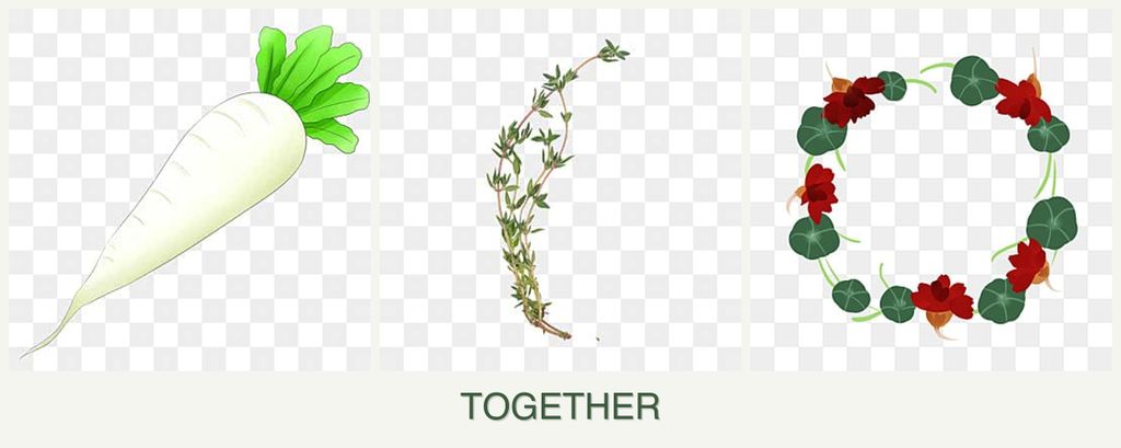 Can you plant radishes, thyme and nasturtiums together?