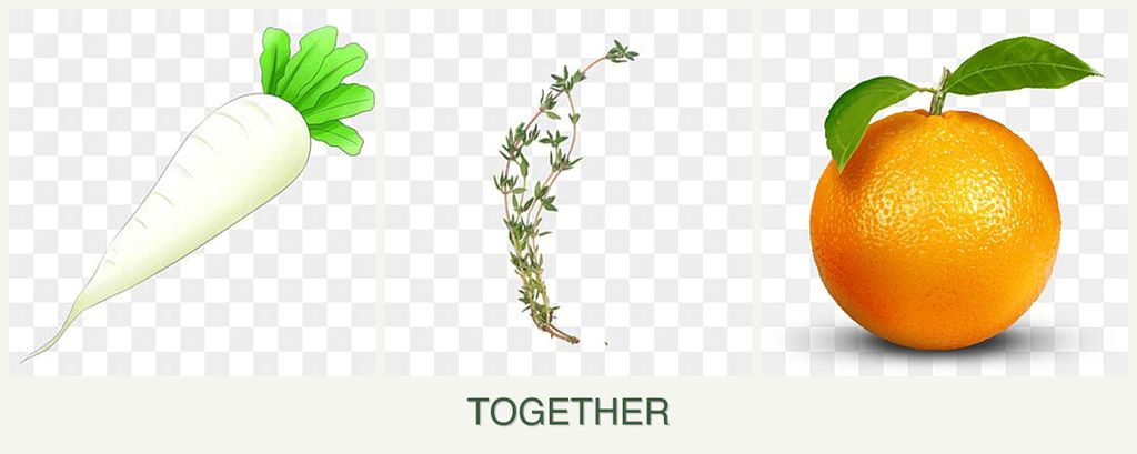 Can you plant radishes, thyme and oranges together?